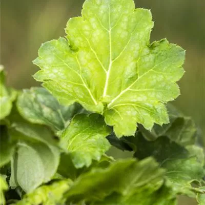 Garten-Purpurglöckchen 'Dale´s Strain' Garten-Purpurglöckchen 'Dale´s Strain'