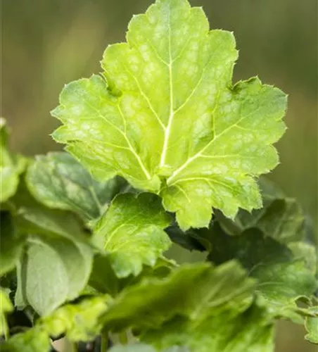 Garten-Purpurglöckchen 'Dale´s Strain' Garten-Purpurglöckchen 'Dale´s Strain'