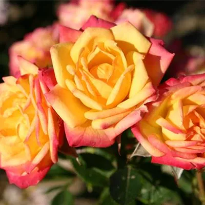 Zwergrose 'Little Sunset'® Zwergrose 'Little Sunset'®