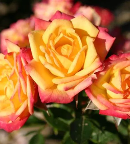 Zwergrose 'Little Sunset'® Zwergrose 'Little Sunset'®