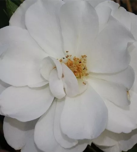 Strauchrose 'Schneewittchen'® Strauchrose 'Schneewittchen'®