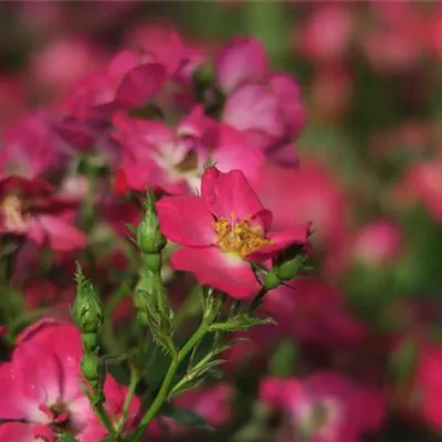 Zwergrose 'Lupo'® Zwergrose 'Lupo'®