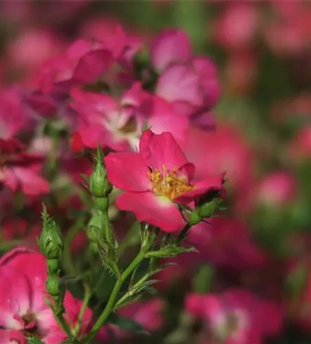 Zwergrose 'Lupo'® Zwergrose 'Lupo'®