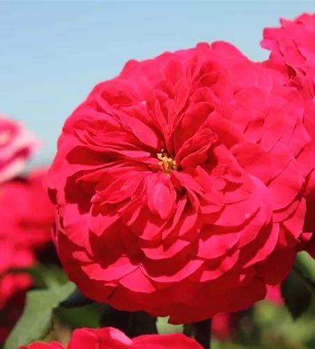 Beetrose 'Rouge Meilove'® Beetrose 'Rouge Meilove'®