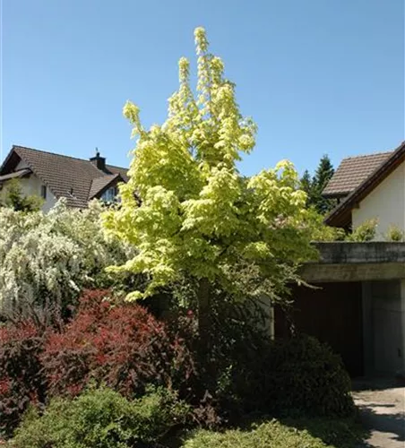 Spitzahorn 'Drummondii' Spitzahorn 'Drummondii'