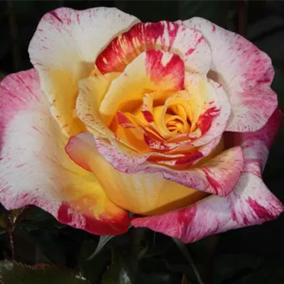Edelrose 'Camille Pissaro' Edelrose 'Camille Pissaro'