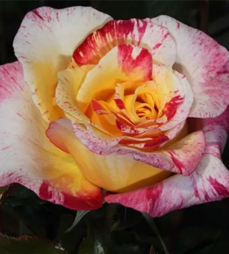 Edelrose 'Camille Pissaro' Edelrose 'Camille Pissaro'