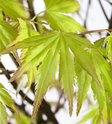 Fächerahorn 'Orange Dream' Fächerahorn 'Orange Dream'