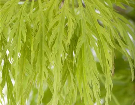 Grüner Schlitzahorn 'Dissectum' Grüner Schlitzahorn 'Dissectum'