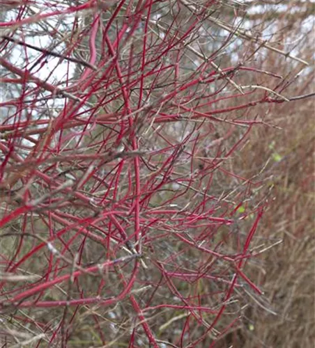 Purpur-Hartriegel 'Sibirica' Purpur-Hartriegel 'Sibirica'