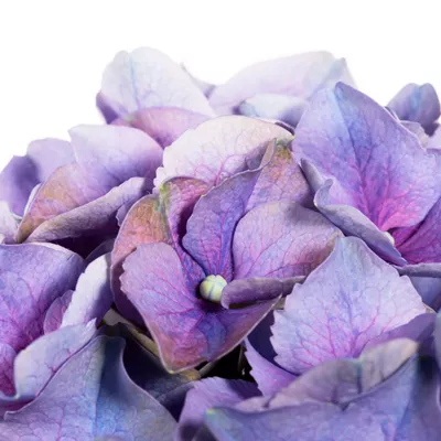 Bauernhortensie Bauernhortensie