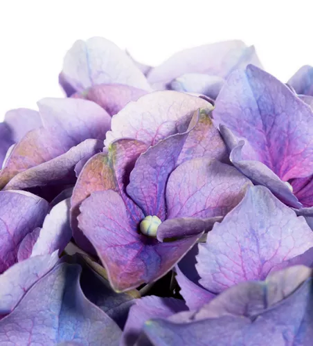 Bauernhortensie Bauernhortensie