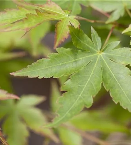 Fächerahorn 'Sangokaku' Fächerahorn 'Sangokaku'