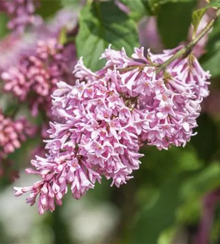 Syringa meyeri 'Pink Perfume'-S- -Set- Syringa meyeri 'Pink Perfume'-S- -Set-