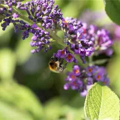 Insektennährgehölz-Hecke Insektennährgehölz-Hecke