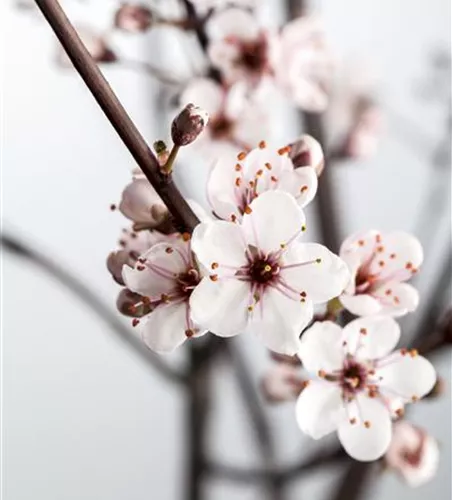 Zwerg-Blutpflaume Zwerg-Blutpflaume