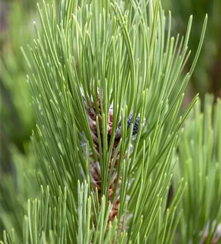 Bosnische Kiefer 'Compact Gem' Bosnische Kiefer 'Compact Gem'