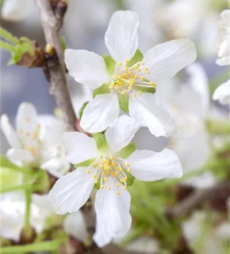 Geschlitzte Kirsche 'Kojou-no-mai' Geschlitzte Kirsche 'Kojou-no-mai'