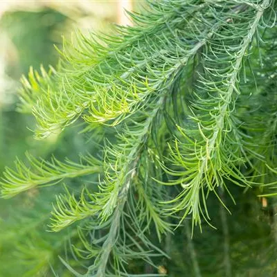 Hänge-Lärche 'Stiff Weeper' Hänge-Lärche 'Stiff Weeper'