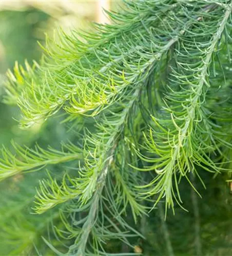 Hänge-Lärche 'Stiff Weeper' Hänge-Lärche 'Stiff Weeper'