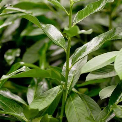 Lorberkirsche 'Genolia'® - Hecke Lorberkirsche 'Genolia'® - Hecke
