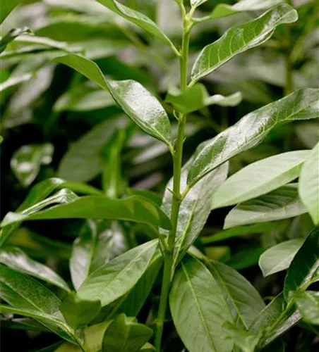 Lorberkirsche 'Genolia'® - Hecke Lorberkirsche 'Genolia'® - Hecke