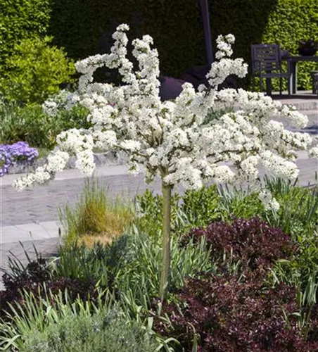 Zierapfel 'Tina' Zierapfel 'Tina'