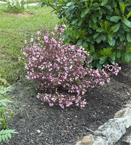 Zwerg-Weigelie Zwerg-Weigelie