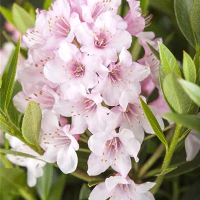 Rhododendron 'Bloombux'® Rhododendron 'Bloombux'®