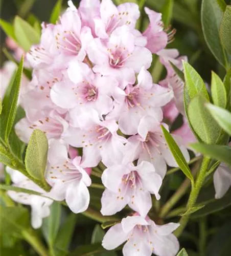 Rhododendron 'Bloombux'® Rhododendron 'Bloombux'®