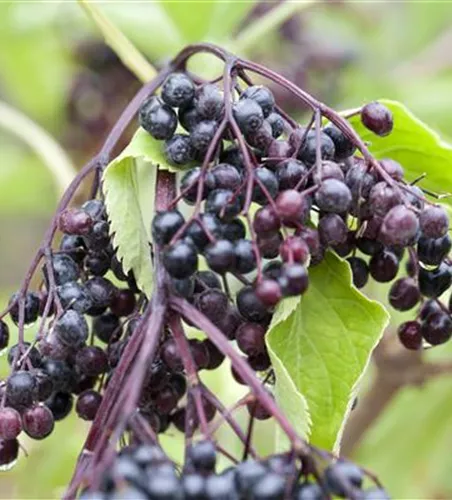 Schwarzer Holunder Schwarzer Holunder