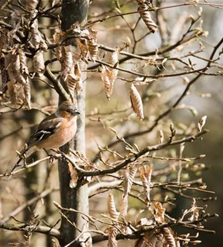 Vogelnährgehölz Vogelnährgehölz