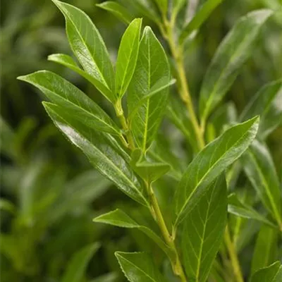 Lorbeerkirsche 'Caucasica' - Hecke Lorbeerkirsche 'Caucasica' - Hecke