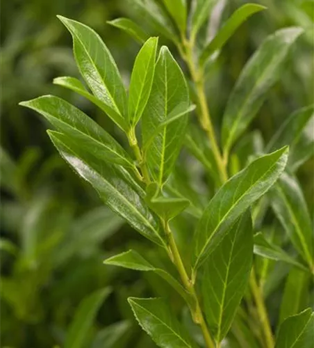 Prunus laur. 'Caucasica' Set C 4,6 (3 Stück) Prunus laur. 'Caucasica' Set C 4,6 (3 Stück)