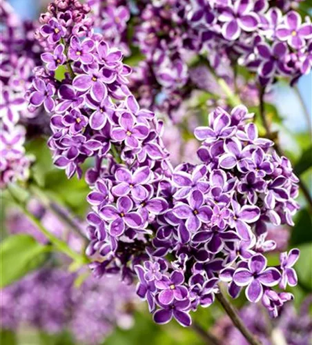 Syringa vulg.'Sensation' Syringa vulg.'Sensation'