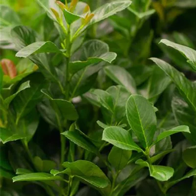 Lorbeerkirsche 'Etna'® - Hecke Lorbeerkirsche 'Etna'® - Hecke