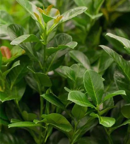 Prunus laur. 'Etna' Set C 4,6 (3 Stück) Prunus laur. 'Etna' Set C 4,6 (3 Stück)