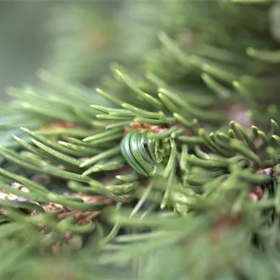 Blaue Stechfichte 'Lucky Strike' Blaue Stechfichte 'Lucky Strike'