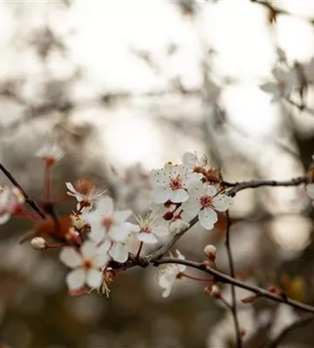 Zierpflaume 'Trailblazer' Zierpflaume 'Trailblazer'