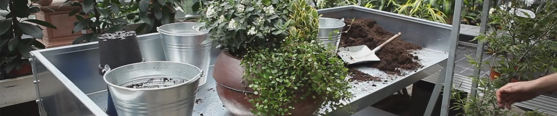 Blumenkübel - Dauerhafte Bepflanzung (thumbnail) Blumenkübel - Dauerhafte Bepflanzung (thumbnail)