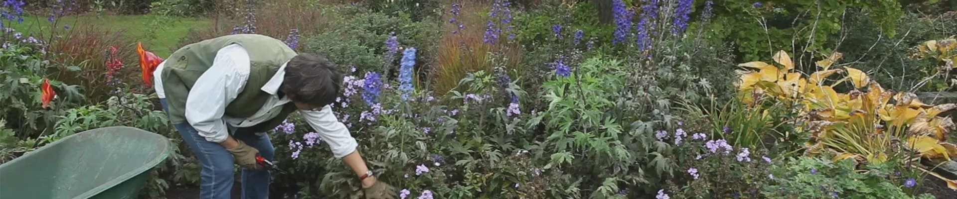 Rittersporn - Zurückschneiden nach der Blüte (thumbnail) Rittersporn - Zurückschneiden nach der Blüte (thumbnail)