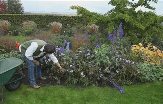 Rittersporn - Zurückschneiden nach der Blüte Rittersporn - Zurückschneiden nach der Blüte