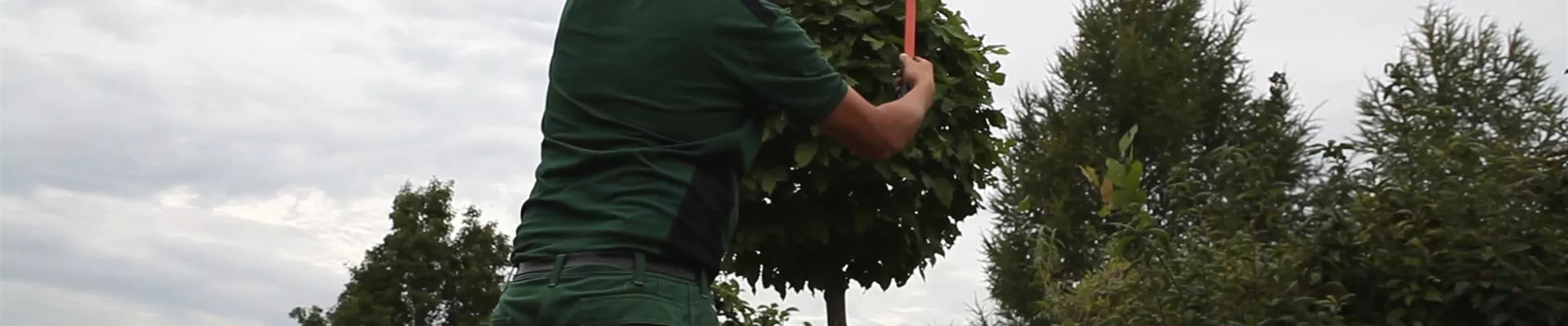 Hainbuche - Kugelförmig zurückschneide (thumbnail)