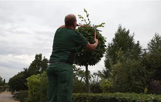 Hainbuche - Kugelförmig zurückschneiden Hainbuche - Kugelförmig zurückschneiden