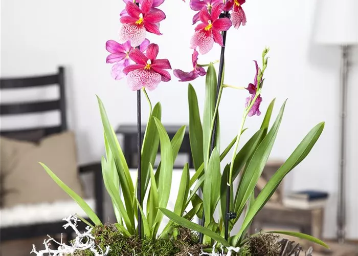 Dicke Luft? Kein Problem mit den richtigen Pflanzen! Dicke Luft? Kein Problem mit den richtigen Pflanzen!