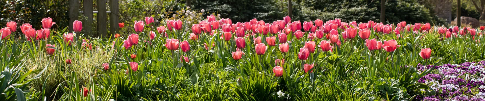 Beet mit Tulpen Beet mit Tulpen