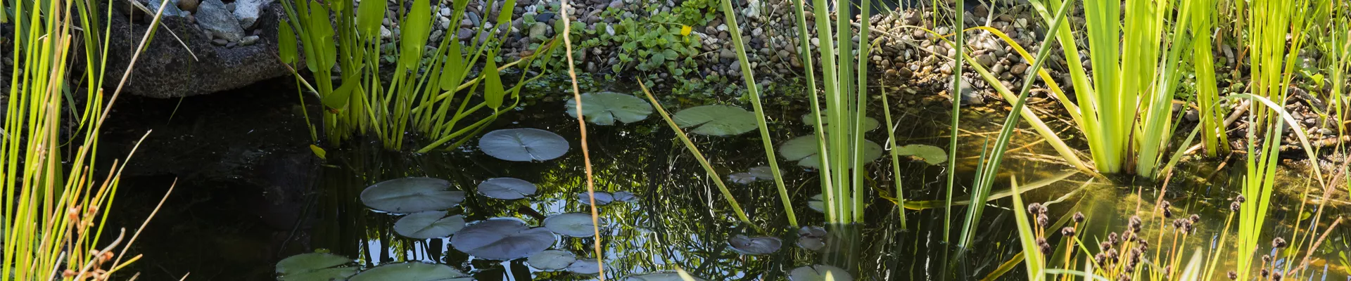Teich mit Wasserpflanzen Teich mit Wasserpflanzen