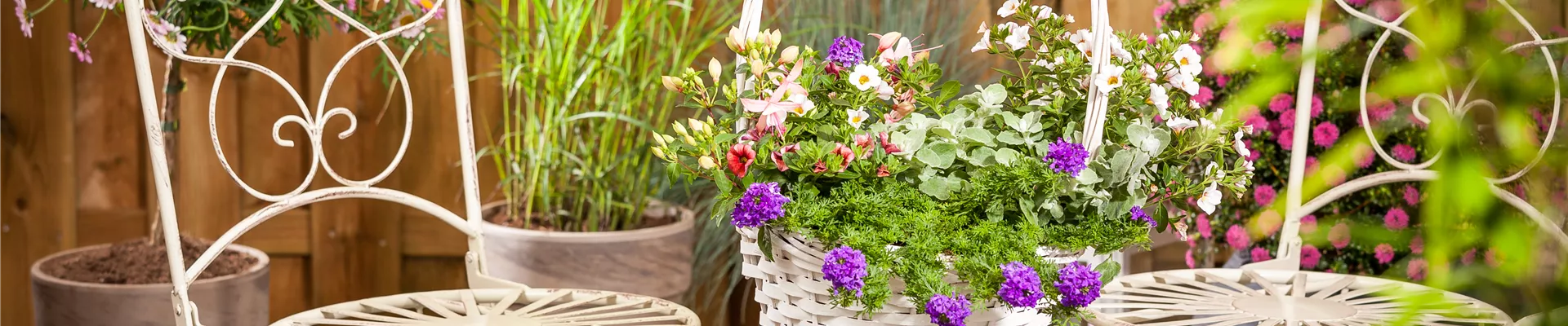 Verbena hybriden, hängend, blau Verbena hybriden, hängend, blau