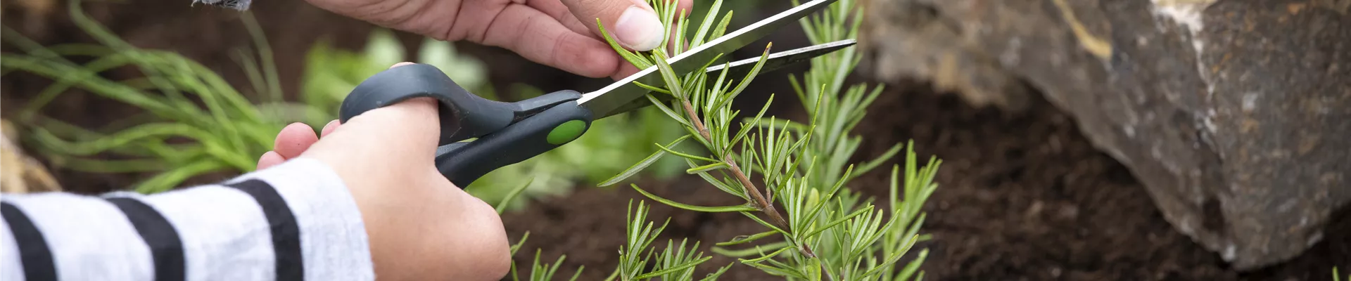 Kräuterbeet - Kräuter ernten Kräuterbeet - Kräuter ernten