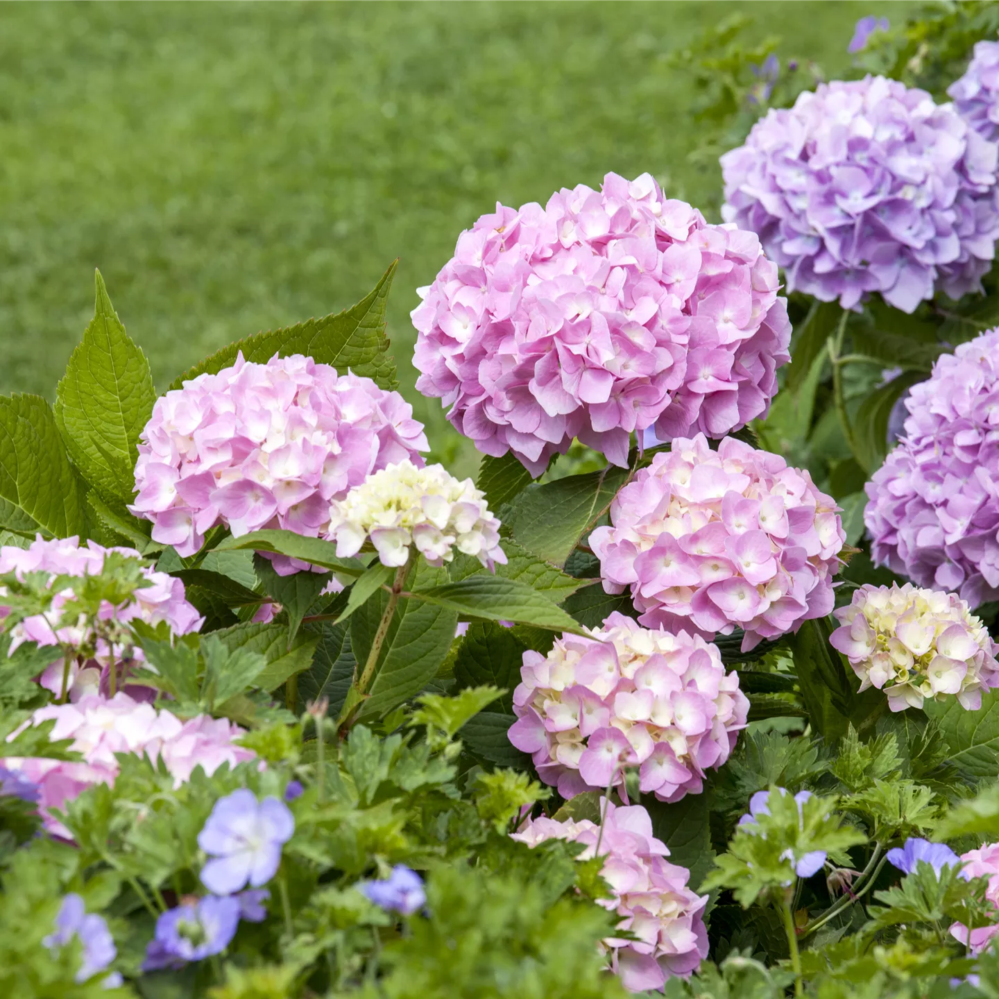 Pflanzeneinlagerung Pflanzeneinlagerung